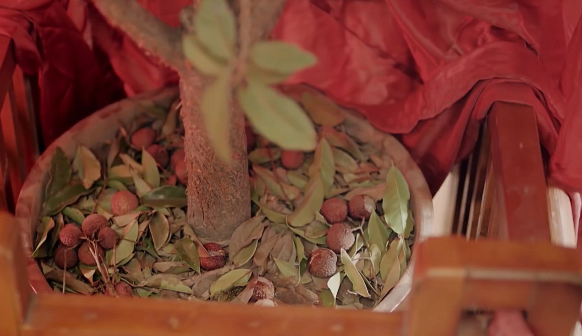 Mấy cây lệ chi bị phá hỏng, tưởng là gây khó dễ được cho Hoàng hậu.