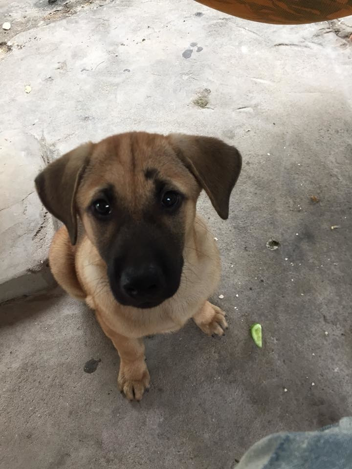 "Cá viên chiên thả miếng nào hết miếng đó, đậu bắp, dưa leo thì chê". (Ảnh: Ngô Trường Giang)