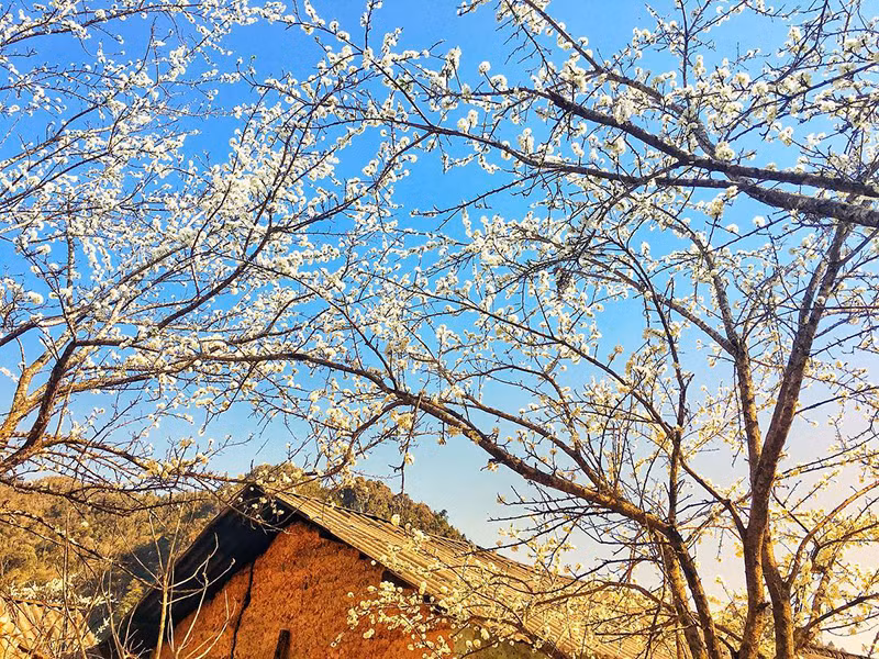 Hoa mận giữa núi rừng Tây Bắc, báo hiệu mùa xuân về (Ảnh: IG @trankimthanh.1990)