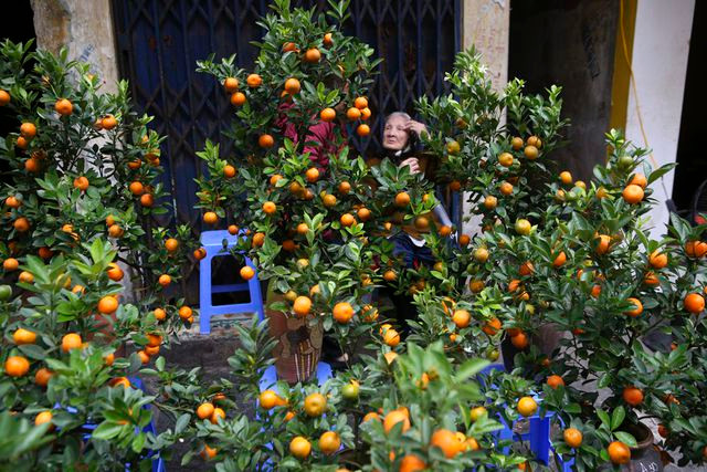 Quất cảnh ở chợ không nhiều, chủ yếu là cây nhỏ để dễ vẫn chuyển và phù hợp trong không gian chật chội phố cổ.