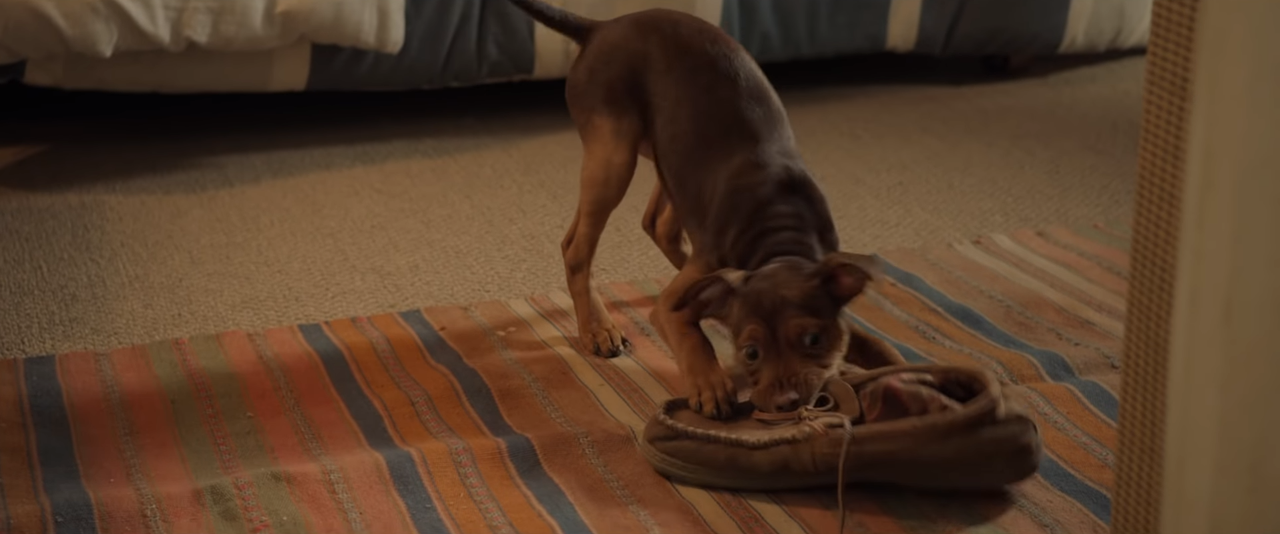 Đừng-nhai-giày – trò chơi “yêu thích” của cậu chủ Lucas