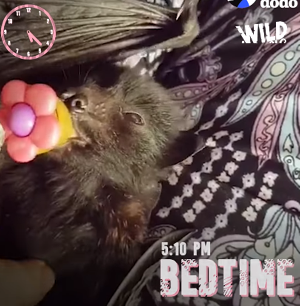 Lên giường ngủ từ sớm nhưng phải ngậm núm vú giả mới ngủ ngon.