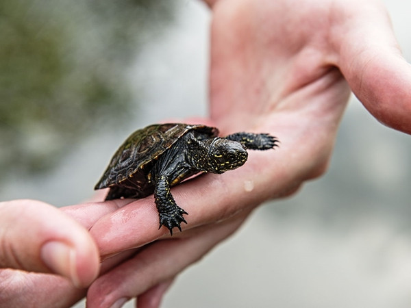 Những chú rùa được cọ sạch mai sẽ khỏe mạnh hơn và bơi lội dễ dàng hơn.