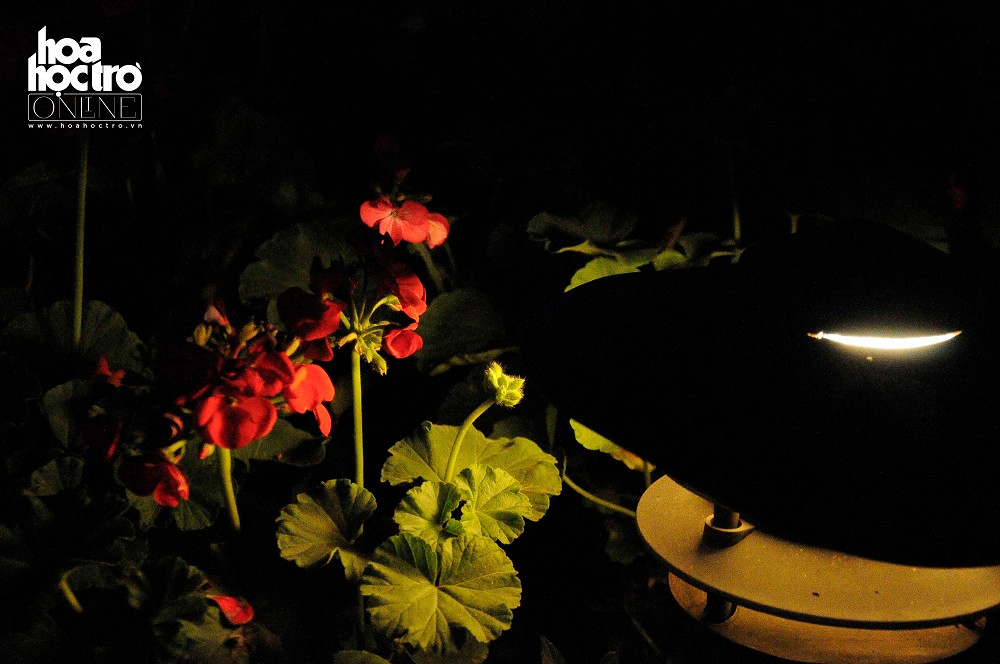 Hà Nội về đêm thực sụ là một chốn bình yên, khác hẳn với sự xô bồ tấp nập ngày thường.