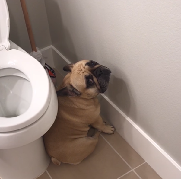 Con trốn vào đây vì con đã biết lỗi mà con gây ra là sai ạ.