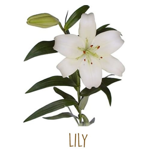 Loài hoa hộ mệnh nào sẽ đem lại may mắn cho 12 chòm sao? ảnh 5