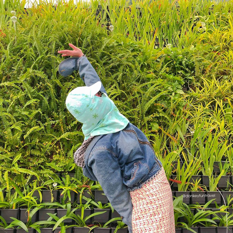 Thiên nga đập cánh