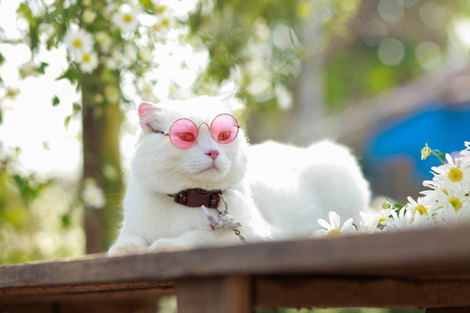 Có ai mà không yêu khi ngắm một em mèo vừa dễ thương vừa thần thái thế này cơ chứ!