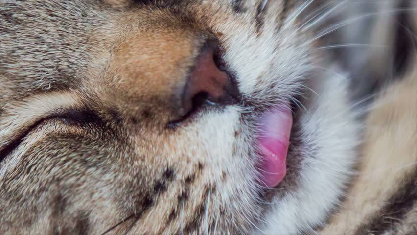 Các bạn mèo lông hơi sậm màu thì mũi cũng sẽ sậm màu hơn.