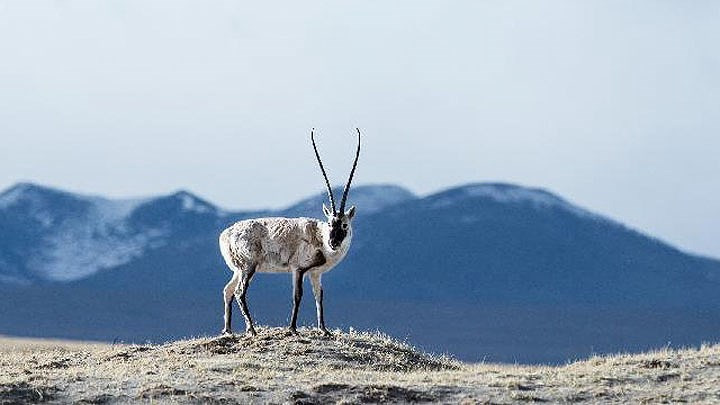 Trước mắt, một hệ thống bảo tồn và bảo vệ cao nguyên đang được phát triển từng bước.