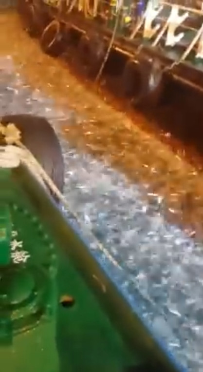 Cá dưới nước cũng hoảng loạn.