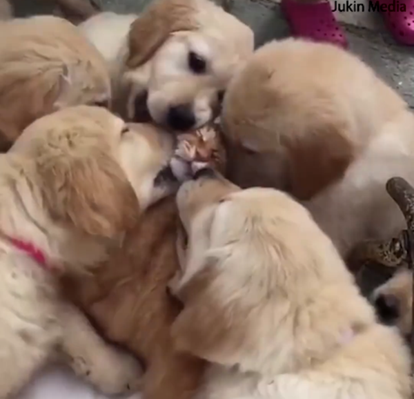 Thôi từng người một thôi, tôi biết tôi đáng yêu mà.