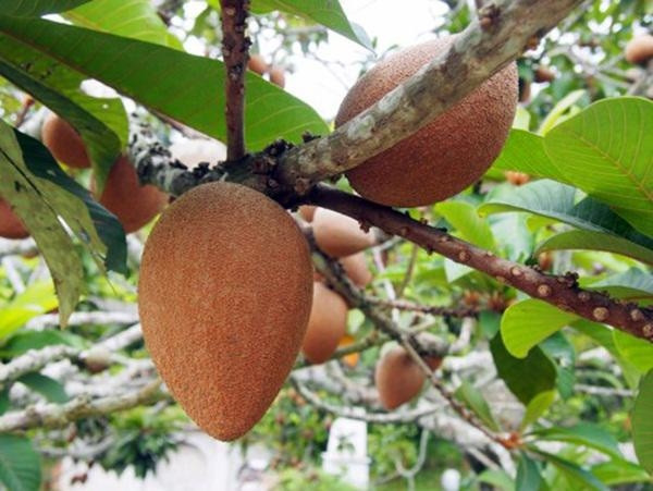 Đặc biệt giống cây này đắt, giá lên tới 700.000 đồng 1 cây giống.