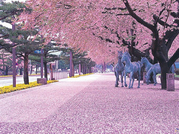 Lễ hội hoa anh đào Nhật Bản tổ chức vào mùa Xuân khi các cây hoa đồng loạt nở rộ