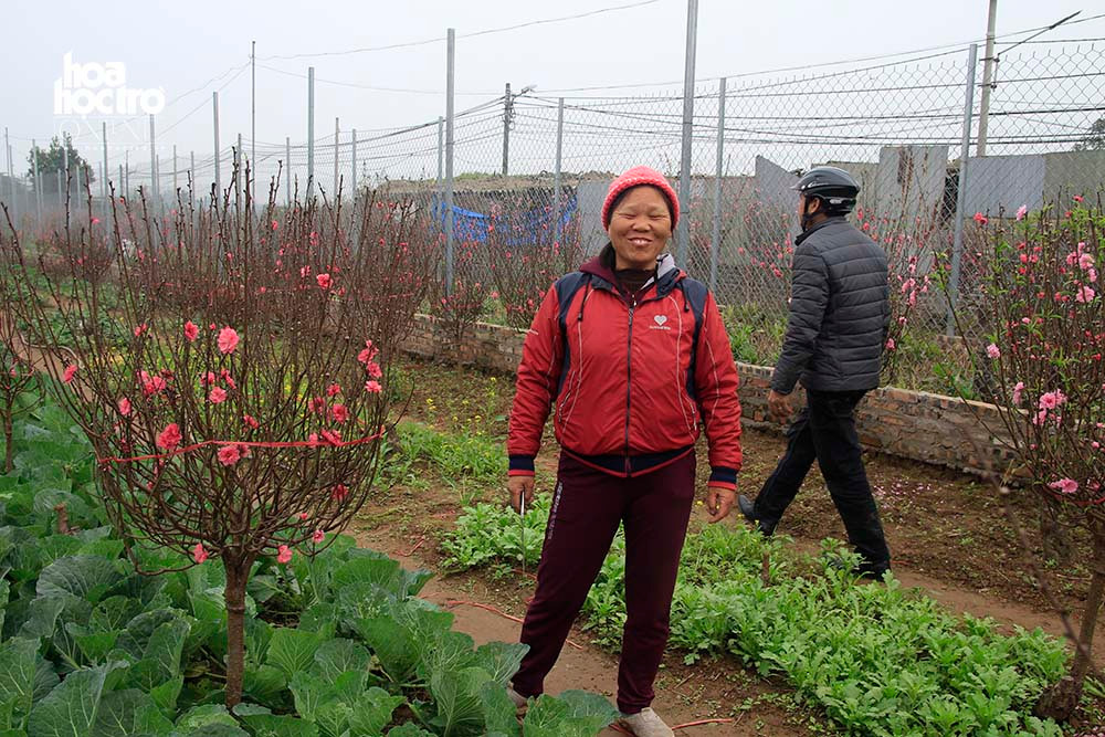 Khi khách tới tận vườn chọn đào, cô Hồng đều giảm giá và tư vấn nhiệt tình.