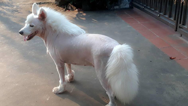 Cưng muốn xỉu luôn.