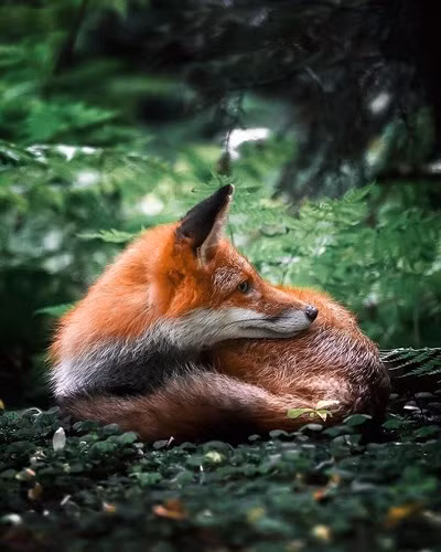 Những bức ảnh của Ossi lột tả được vẻ bí ẩn và quyến rũ của loài động vật này.