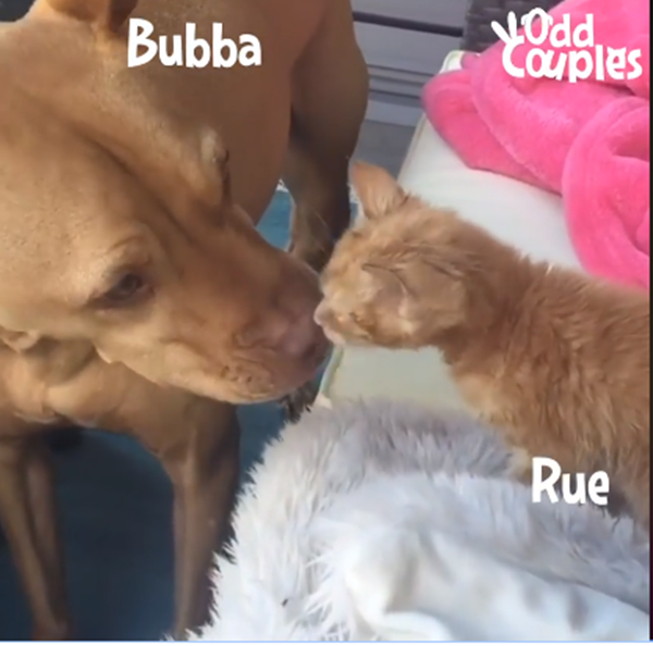 Cặp đôi trúng "tiếng set ái tình" Bubba - Rue.