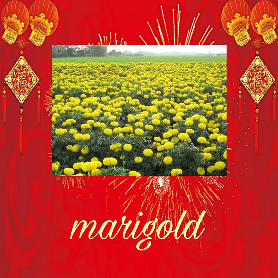Marigold /ˈmær.ɪ.ɡəʊld/: Cúc vạn thọ