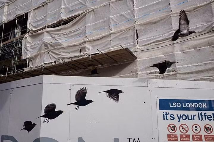 Một vết rách của tấm bạt trên tường cũng có thể là ý tưởng cho một bức ảnh thú vị về những chú chim đang cất cánh.