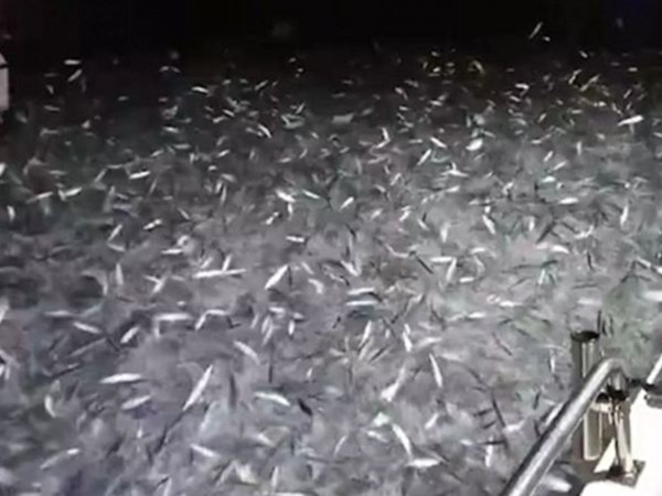Hình ảnh hàng chục nghìn con cá nhảy hết lên thuyền bị nhiều người coi là rất “đáng sợ”.