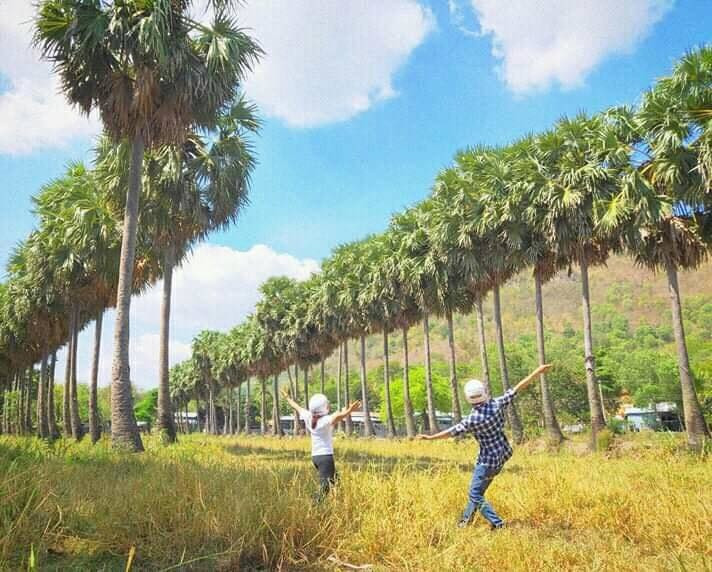 Các bạn trẻ thi nhau check-in tại hàng cây thốt nốt.