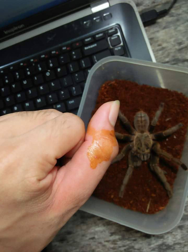 Nhện Tarantula.