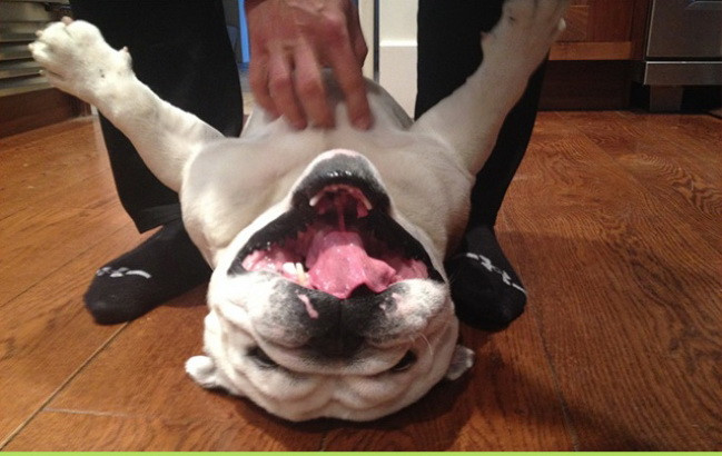 Loài chó đích thị đến từ sao Hỏa, loài mèo chắc chắn đến từ sao Kim ảnh 7