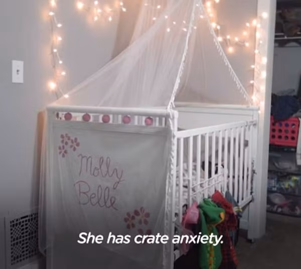 Mành rèm, còn có cả đèn trang trí nữa.