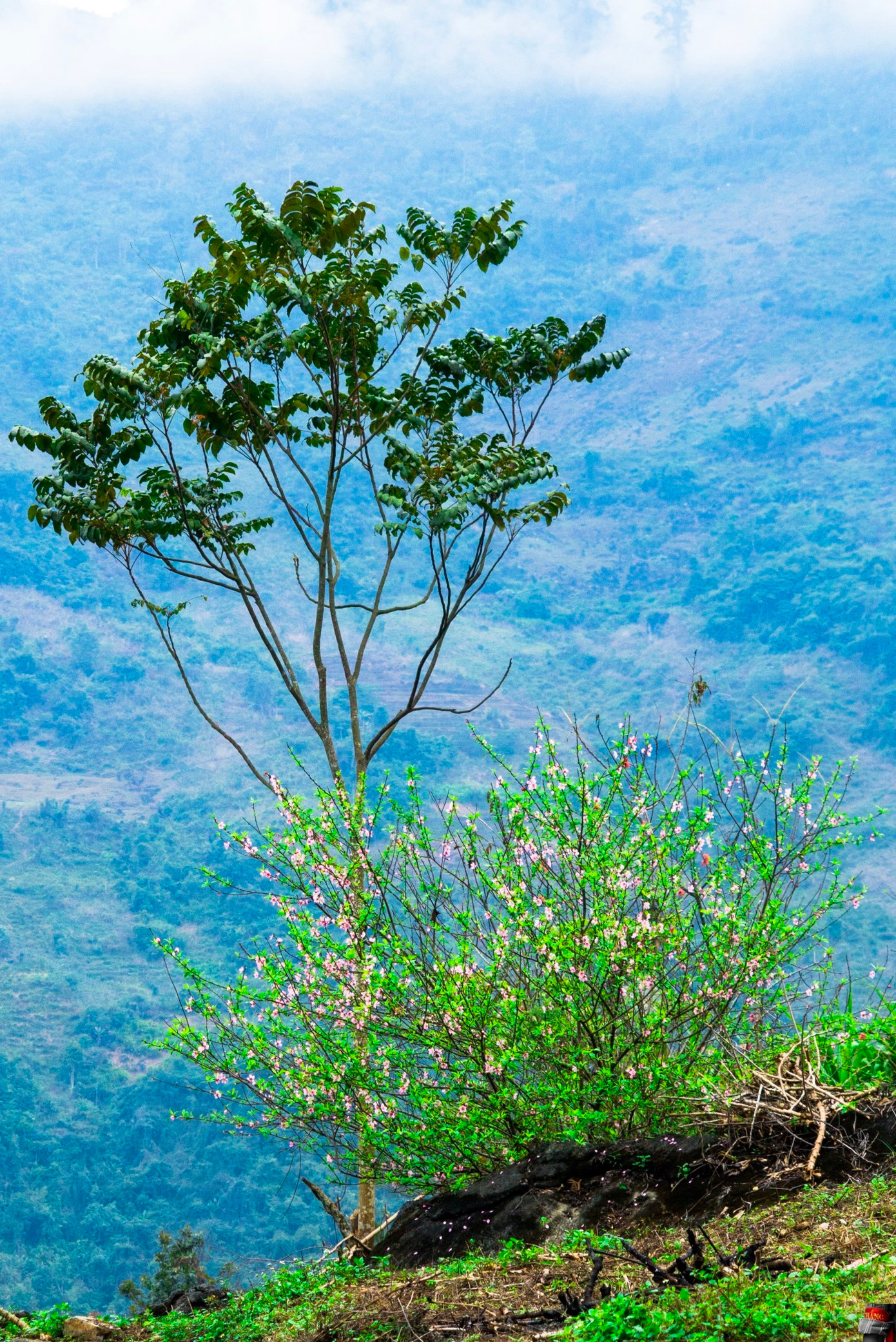 Hoa đào còn sót lại