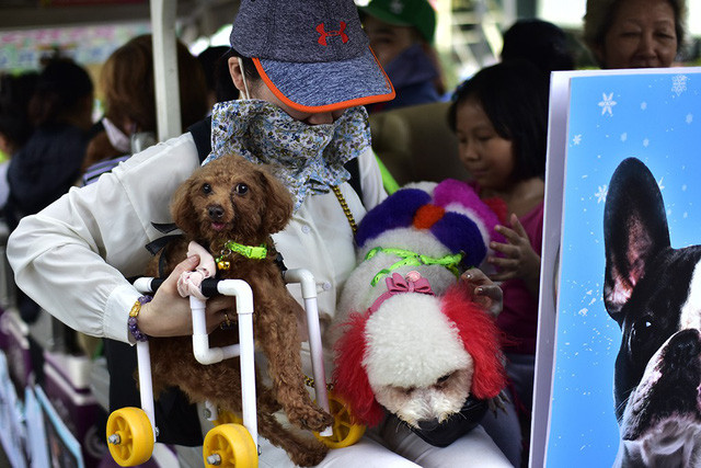 Những chú chó sắc màu xuất hiện khá lạ mắt