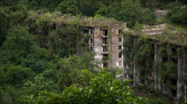 Thảm thực vật xâm chiếm từng khối nhà bỏ hoang.