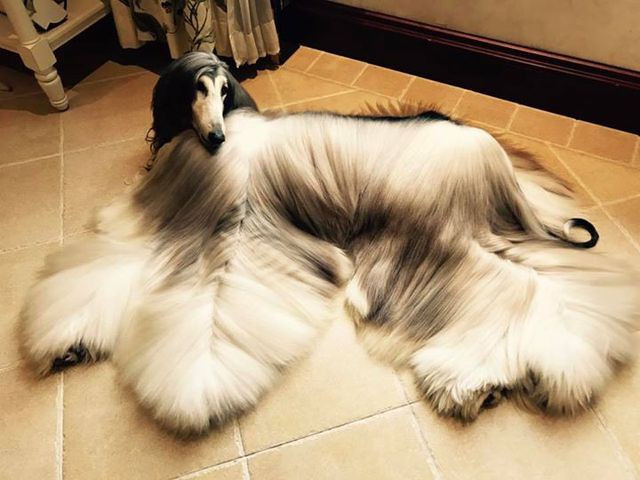 Chính nhờ bộ lông dài mà Battle trở nên độc nhất vô nhị.