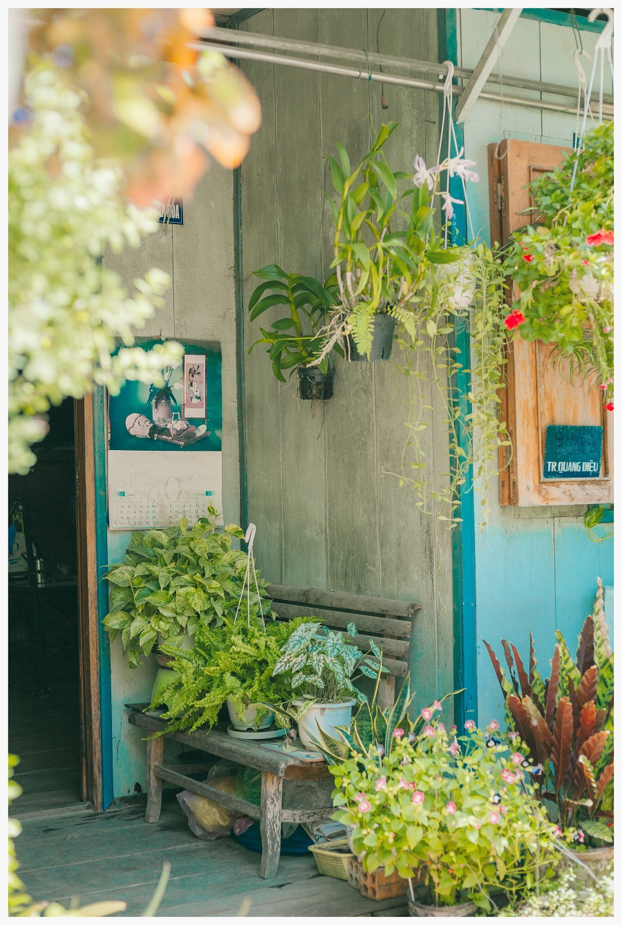 Các chậu cây, hoa được chủ nhà xếp thành hàng trước cửa khiến ai đi qua cũng phải nhớ mãi.