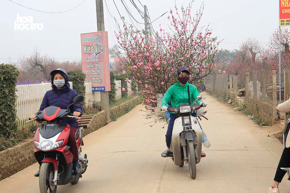 Nghề chở đào thuê trong dịp Tết cũng chứng tỏ độ “hot” khi đem đến thu nhập cả triệu mỗi ngày.