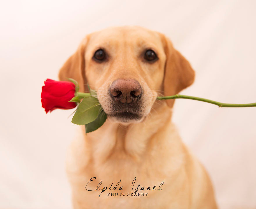 Phát ghen với 3 chú chó có bộ ảnh Valentine siêu dễ thương! ảnh 7