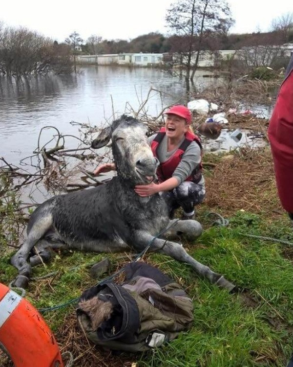 Một chú lừa cười với ân nhân của mình khi vừa được cứu khỏi cơn lũ - BigCeez/imgur.