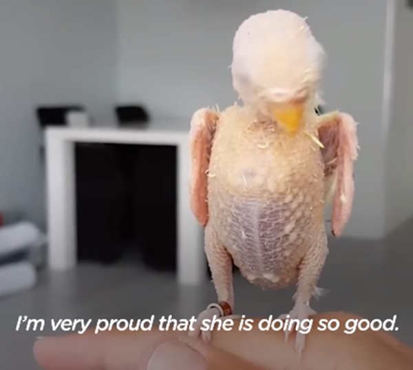 Và không thể bay.