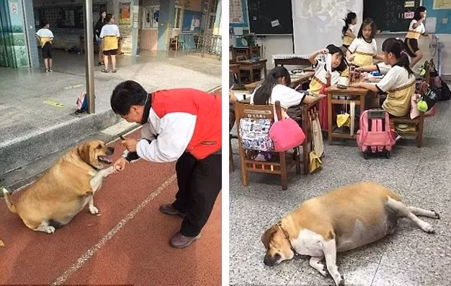Vì rất thân thiện nên Tất Trắng thường được mọi người thưởng cho quà bánh mỗi ngày.