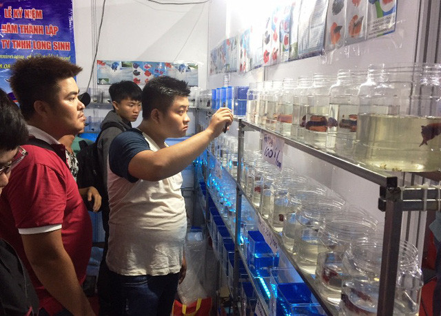 Nhiều vị khách đến tham quan ngày hội cá cảnh. Ảnh: Đại Việt