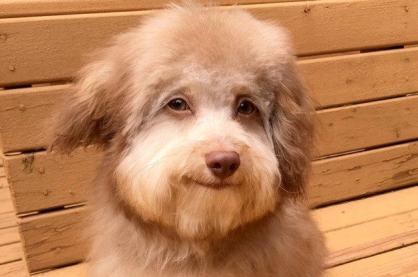 Ánh nhìn trìu mến và nụ cười hiền hòa khiến chú chó trông như một cụ già hiền từ.