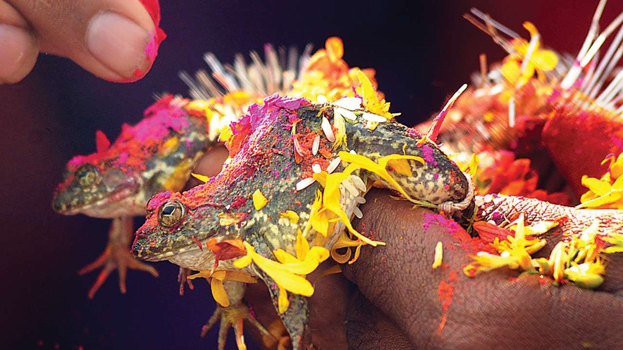 Cặp ếch được tổ chức hôn lễ vào hôm 19/7 ở Bhopal để cầu mưa. Ảnh: Daindia