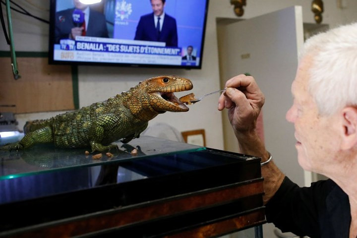 Ông lão đang cho một chú thằn lằn ăn. Loạt ảnh này chụp hôm 19/9.