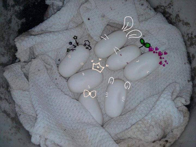 Tân còn mua trứng về tự xử lý ấp nở.