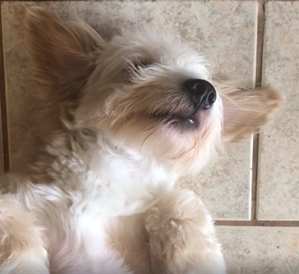 Màn "vừa đánh trống vừa la làng" là đây.