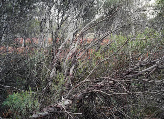 Cây bạch đàn khoảng 13.000 năm tuổi ở New South Wales, Australia.