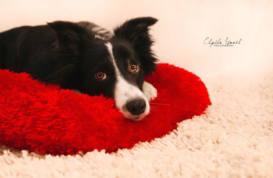 Phát ghen với 3 chú chó có bộ ảnh Valentine siêu dễ thương! ảnh 4