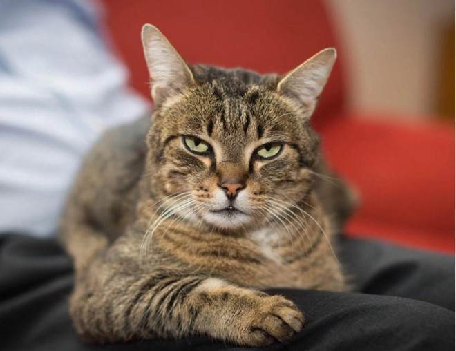 Princess Momma đã an toàn sau khi mắc kẹt trên cột điện trong 12h. Ảnh: BGR.