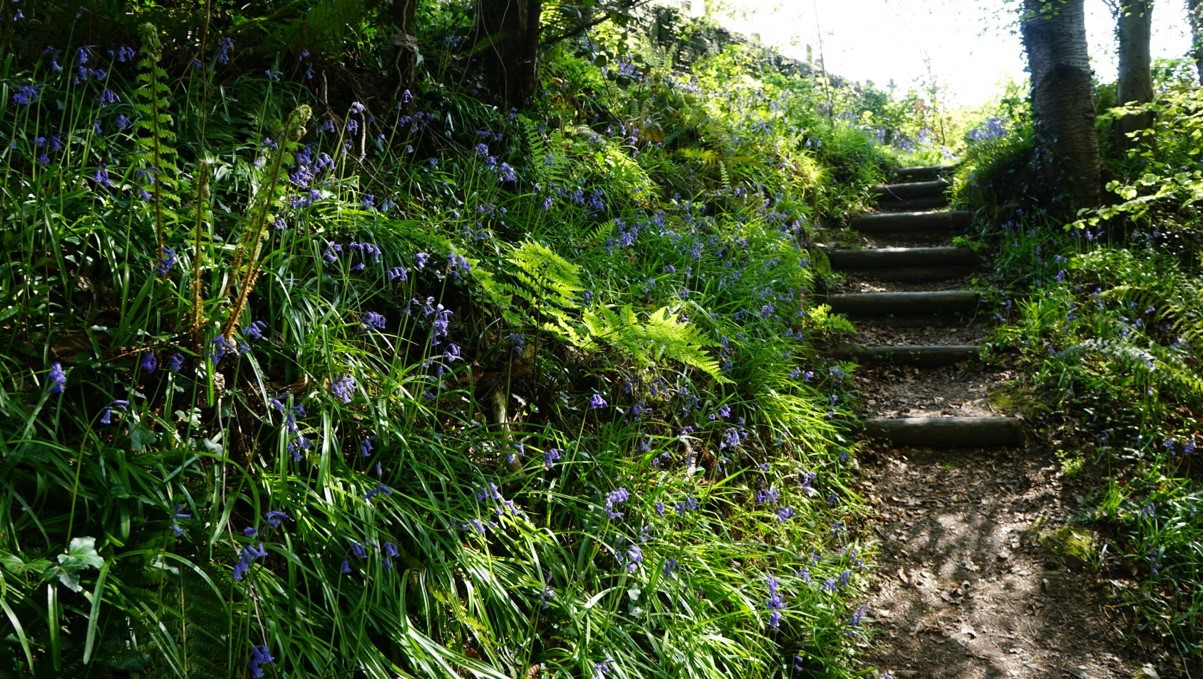 Rừng cây hoa Cát cành nở rộ khi xuân về