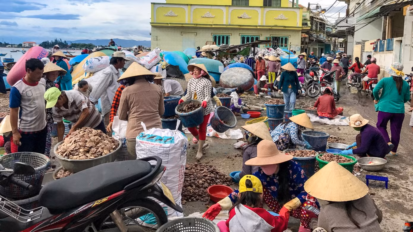Những bàn tay thoăn thoắt gỡ sò